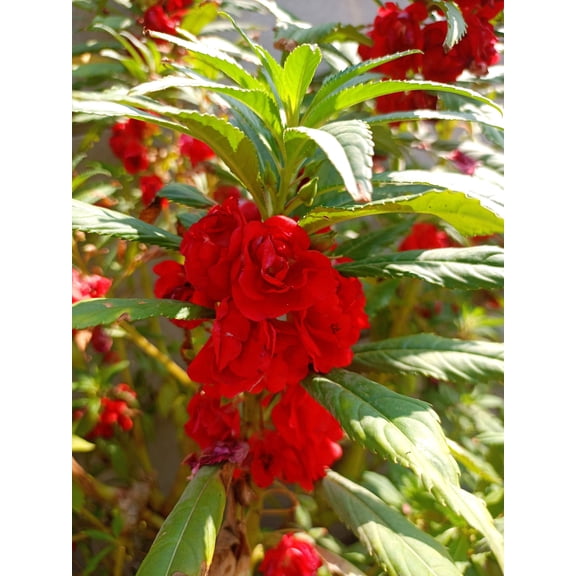 100 Mixed Colors DOUBLE CAMELLIA IMPATIENS (Balsam / Lady Slipper / Touch Me Not) Impatiens Balsamina Flower Seeds