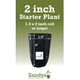 thumbnail image 3 of Red Abyssinian Banana Starter Plant, 3 of 3
