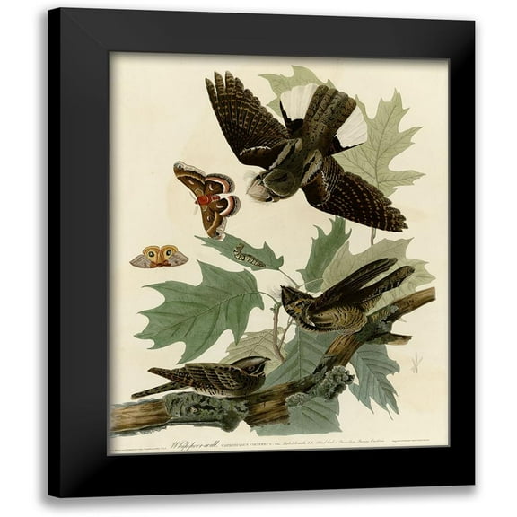 Vintage Apple Collection 12x14 Black Modern Framed Museum Art Print Titled - Whipporwill