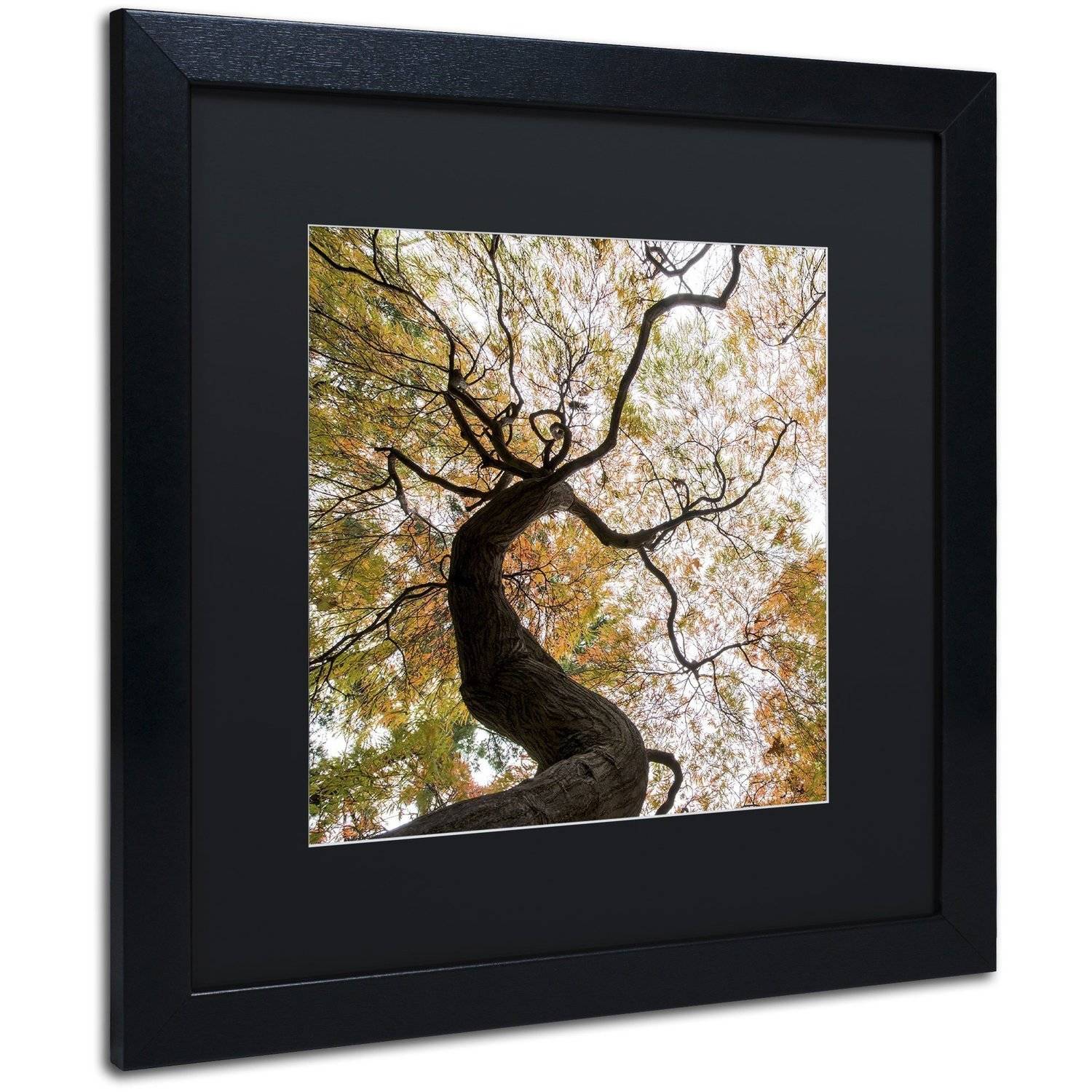 Trademark Fine Art "Under a Japanese Maple 2" Canvas Art by Kurt Shaffer, Black Matte, Black Frame