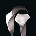thumbnail image 3 of Faragher, Michael 15x15 Black Modern Framed Museum Art Print Titled - Lilies, 3 of 5
