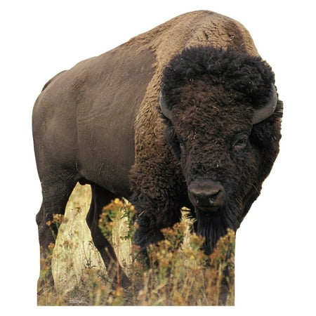 Advanced Graphics Bison Life Size Cardboard Standup