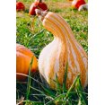 thumbnail image 4 of TomorrowSeeds - Orange Striped Cushaw Seeds - 20+ Count - For 2026 Planting Southern Kershaw Pumpkin, 4 of 9