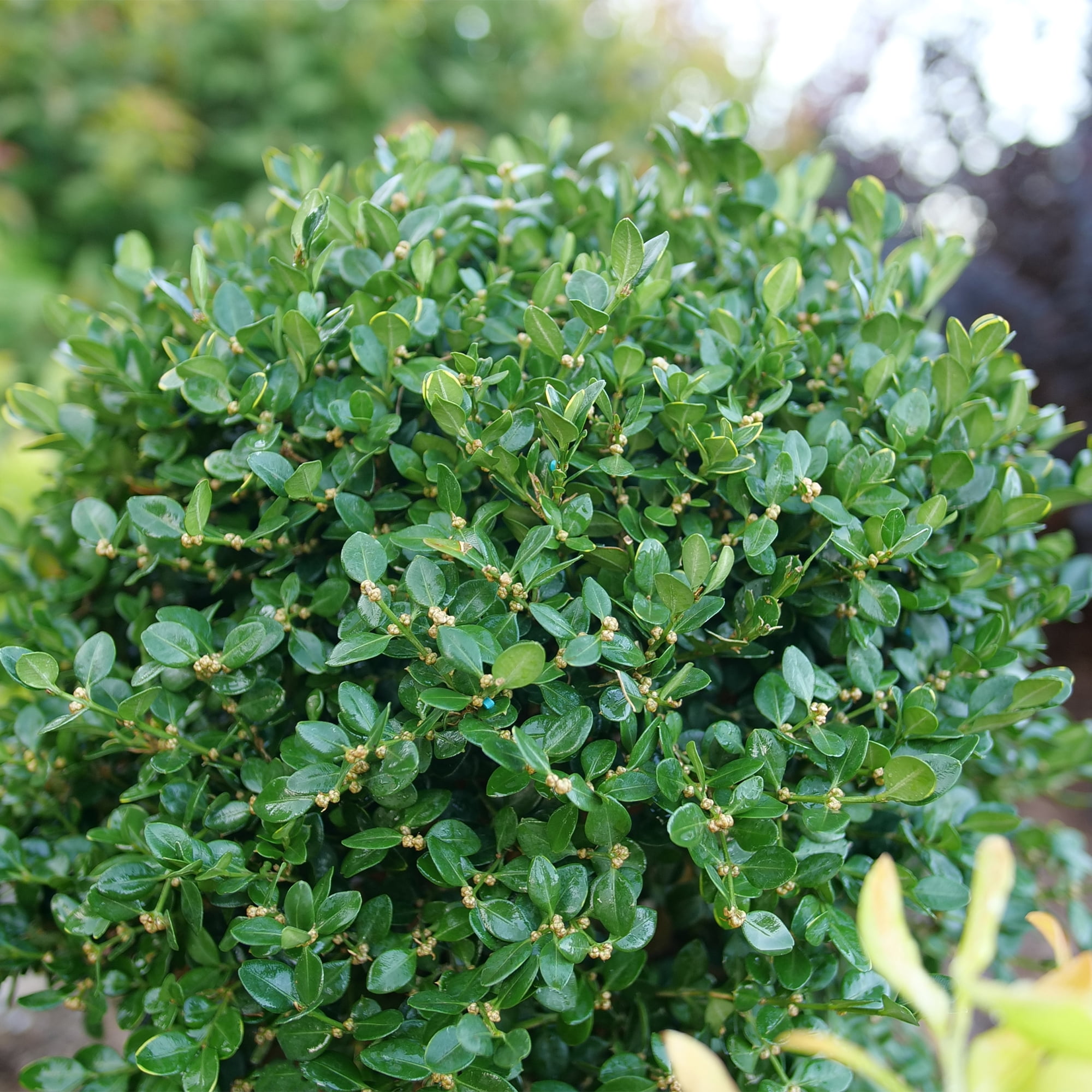 Proven Winners ColorChoice Neatball Boxwood Live Shrub (1 Gallon)