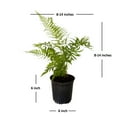 thumbnail image 4 of Expert Gardener Southern Wood Fern (2.5 Quart) Semi-Evergreen Perennial with Lush Green Foliage - Part Sun Live Outdoor Plant, 4 of 8