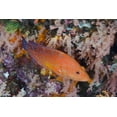 thumbnail image 2 of Shimlock, Jones 14x11 Black Ornate Wood Framed with Double Matting Museum Art Print Titled - Indonesia, Komodo NP A coral trout among reef, 2 of 4