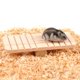 thumbnail image 2 of Columpio para hámster, columpio de madera, juguete para animales pequeños, ratón, columpio para jerbo ACTIVE Biensenido a ACTIVE, 2 of 3