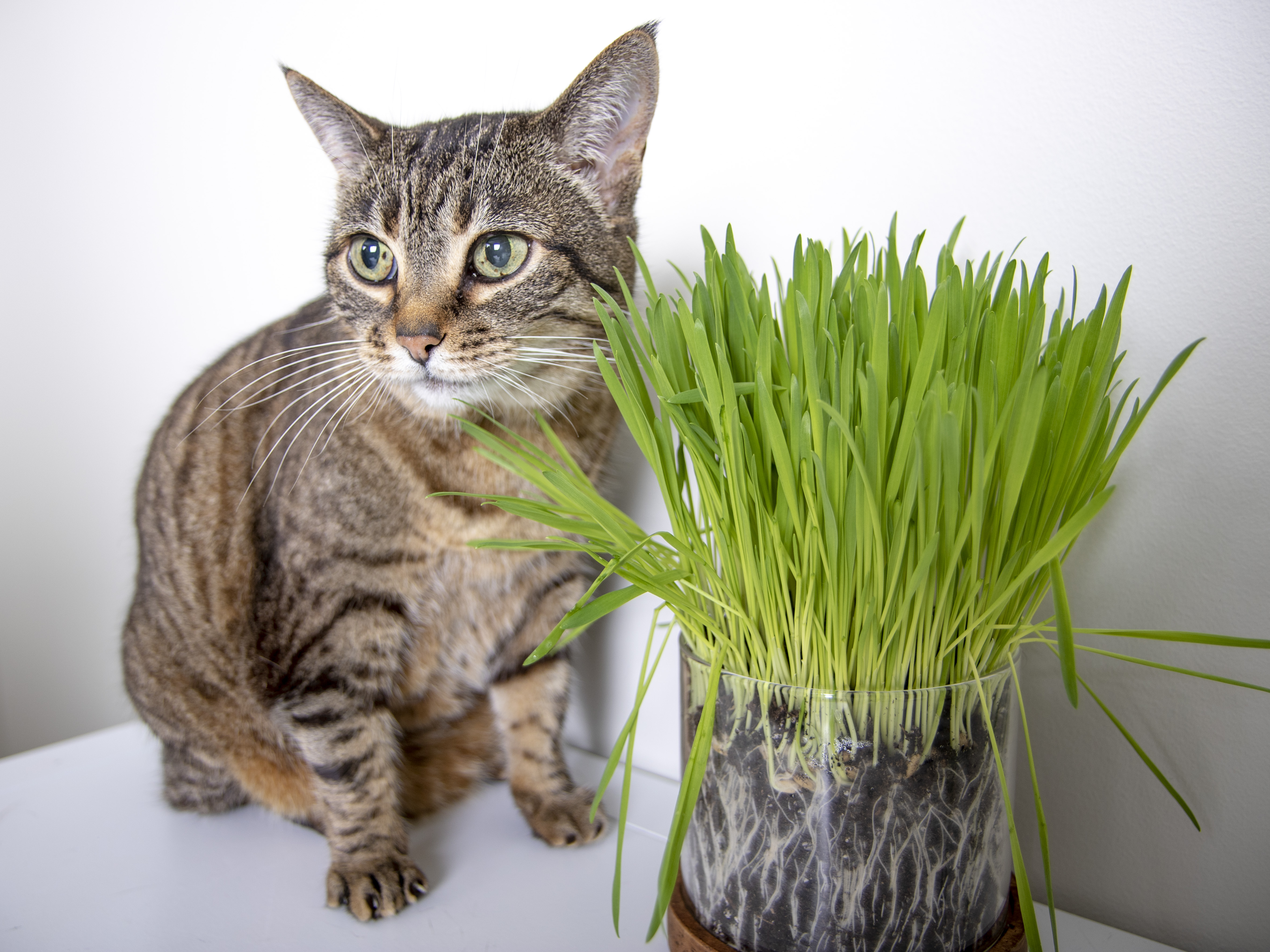 SmartyKat Sweet Greens Easy-to-Grow Cat Grass Grow Kit - image 2 of 2
