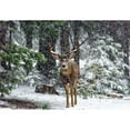 thumbnail image 3 of Reames, Teri 24x18 Black Modern Framed Museum Art Print Titled - Snow Storm And The Buck Deer, 3 of 5