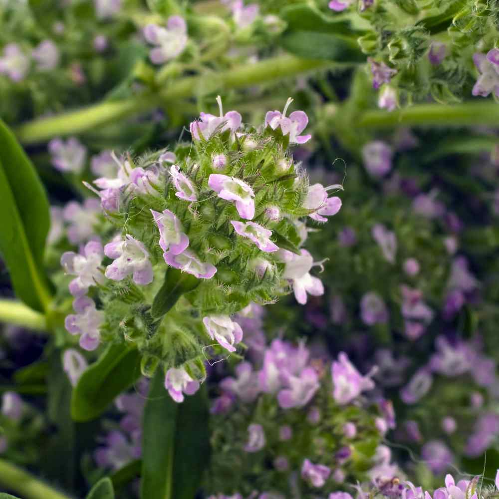 Drought Tolerant Summer Savory Herb Garden Plant Seeds For Xeriscaping - 1 LB