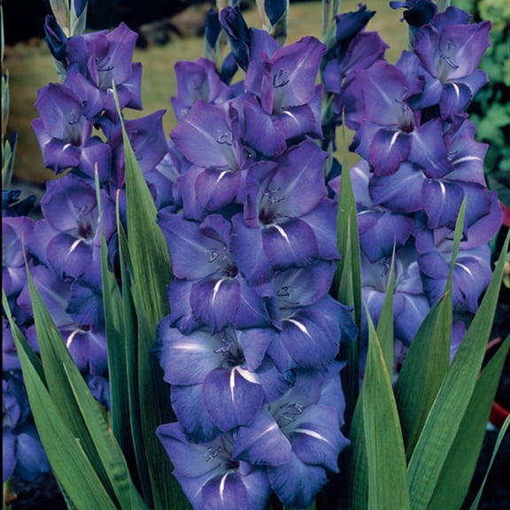 Van Zyverden Gladiolus Large Flowering Grande Passion 12 Bulbs Blue Partial Sun Easy to Grow 1 lb