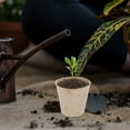 thumbnail image 4 of LOLIPPYY 100pcs Grow Container Plant Markers Coffee Natural for Vegetables, 4 of 6