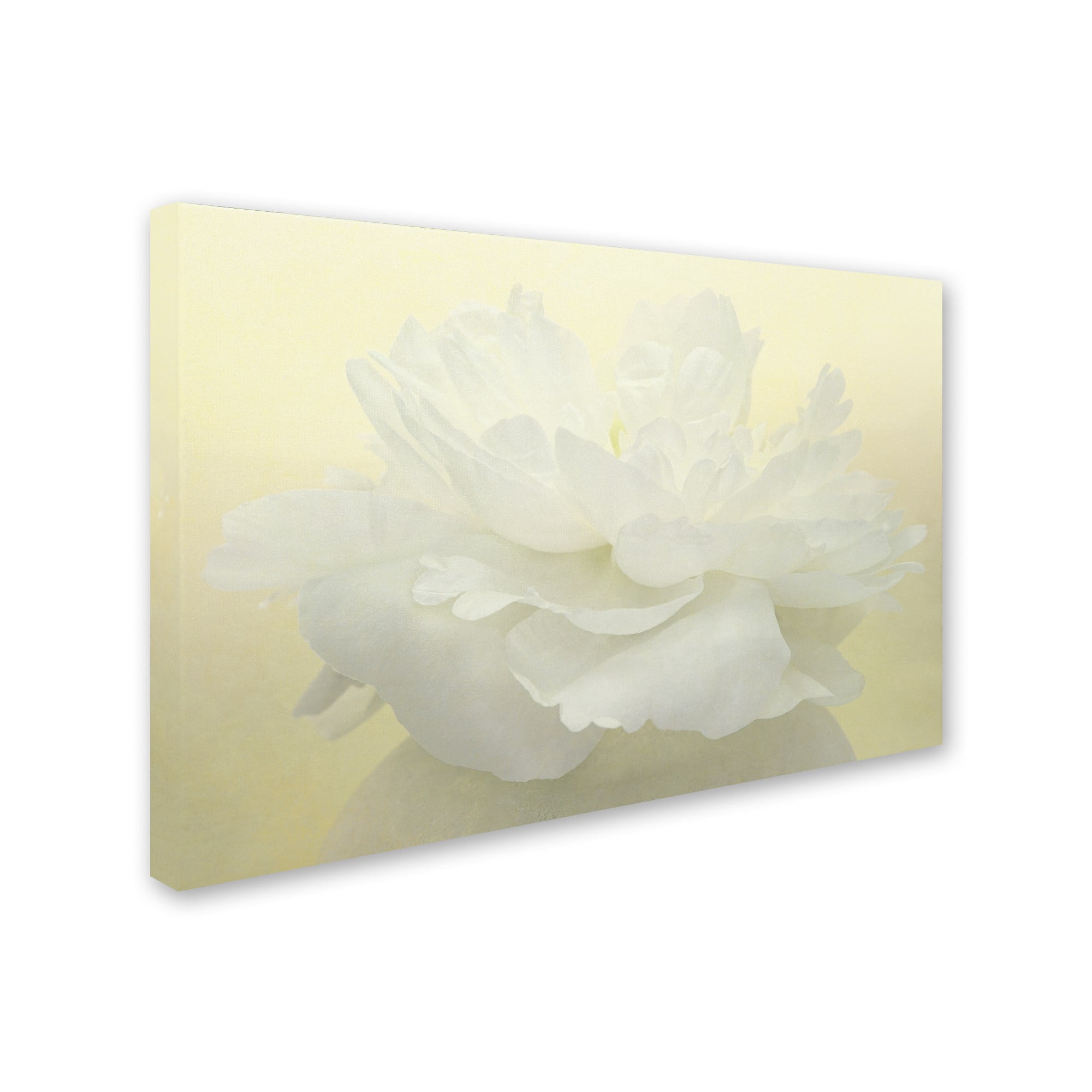 Trademark Fine Art 'Pure White Peony' Canvas Art by Cora Niele