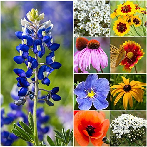 Bulk Package of 30,000 Seeds, Texas / Oklahoma Wildflower Mixture (100