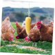 thumbnail image 4 of Hanging Feeder Chicken Treat Toy Squirrel Feeder Chicken Fruit Holder Bird Feeder Bird Vegetables Barbecue Skewer Bird Treat Holder Chicken Vegetable, 4 of 5