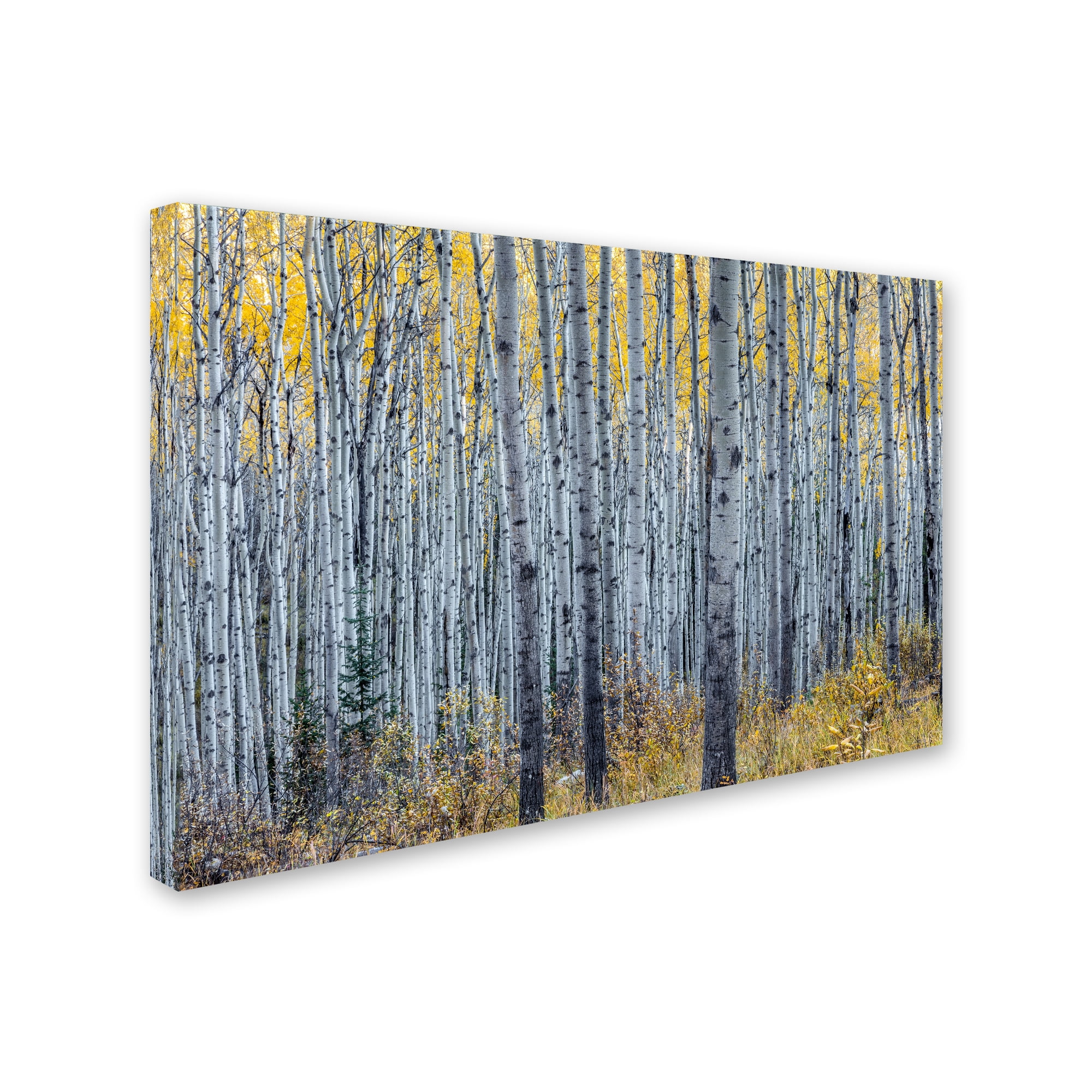 Pierre Leclerc 'Forest of Aspen Trees' Canvas Art 16 x 24