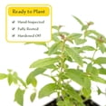 thumbnail image 6 of 2 Lemon Verbena Plants in Cubes | Live Aromatic Evergreen Culinary Herb with Lemon-Scented Foliage | Fast-Growing Perennial Shrub for Teas, Pollinators, Containers & Gardens (Aloysia citrodora), 6 of 10