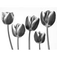 thumbnail image 2 of Frank, Assaf 14x12 White Modern Wood Framed Museum Art Print Titled - Tulips on white background, 2 of 4