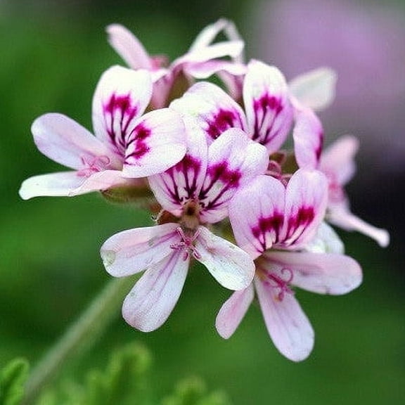 Citrosa Geranium Plants, 2 Live Mosquito Plants in 4 in Pots, Citronella Scent