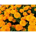 thumbnail image 4 of TomorrowSeeds - Hawaii Orange African Marigold Seeds - 3000+ Count - For 2025 Planting Big Beauty, 4 of 10