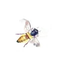 thumbnail image 2 of Shefranov, Olga 26x32 Gold Ornate Wood Framed with Double Matting Museum Art Print Titled - Bee, 2 of 4
