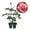 2 Plants, variant on Color Magic Rose Bush - Live Starter Plant in a 2 Inch Growers Pot - Beautifully Fragrant Hybrid Tea Rose - A Versatile Beauty with Large Blooms