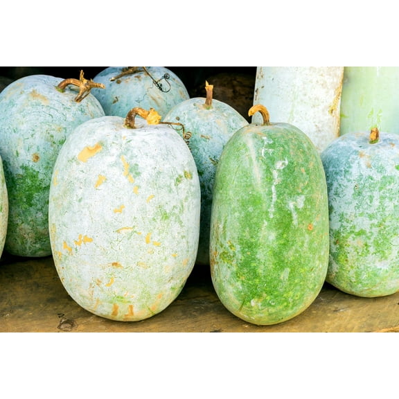 100 Giant Wax Gourd Seeds, Non-GMO Heirloom by Mai's Family