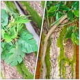 thumbnail image 2 of Miangastore Reptile Climbing Bark Background Bark Decor Reptile Climbing Mat Landscaping, 2 of 7