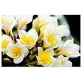 thumbnail image 1 of Great BIG Canvas | "Thailand, Phuket, Kata Noi, Cluster Of Young Plumeria Flowers" Art Print - 48x32, 1 of 4