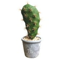 thumbnail image 2 of Travelwant Artificial Succulent Plants Faux Cactus Decorative Faux Succulents Potted Fake Cactus Cacti with Gray Pots Rock Sand Included Artificial Faux Cactus for Bathroom, 2 of 2