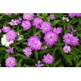 thumbnail image 4 of 2000 TALL MIX CANDYTUFT Iberis Umbellata Mixed Colors Ground Cover Flower Seeds, 4 of 10
