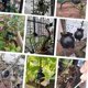 thumbnail image 5 of Kit de Equipo Enraizamiento Plantas Reutilizable 10 Piezas Caja Corte Propagador Ramas Bola CríA, 5 of 5