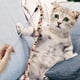 thumbnail image 4 of KAKOWELY 2 juguetes interactivos para gatos, palos para gatos, juguetes para gatos de interior, 4 of 5