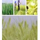 thumbnail image 2 of Paquetes de ramo de tallos de trigo seco, 100 tallos de flores de grano de trigo natural, arreglos de bricolaje para el hogar, boda, tienda decorativa, 2 of 5