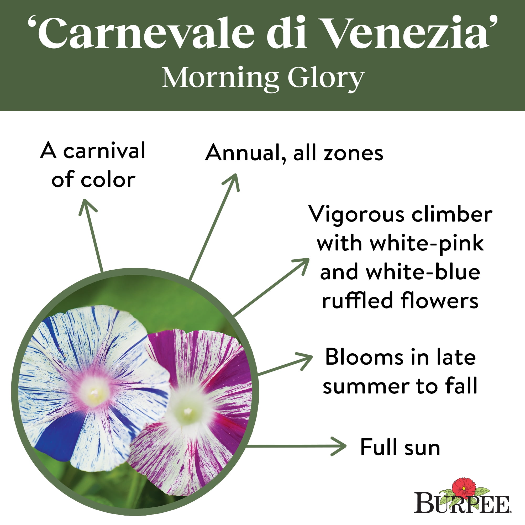 Burpee Carnevale di Venezia Mix Morning Glory Seeds 10 seeds 