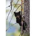 thumbnail image 2 of Archer, Ken 23x32 Black Ornate Wood Framed with Double Matting Museum Art Print Titled - Black Bear Cub Climbing, 2 of 4