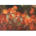 thumbnail image 2 of Georgieva V, Nikki 24x18 White Modern Wood Framed Museum Art Print Titled - Floral Art In Red, 2 of 4