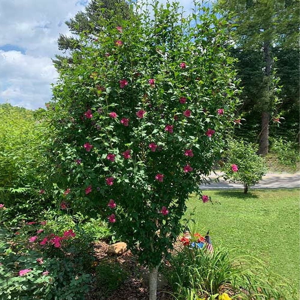 Expert Gardener 1.5- 2 ft tall Red Althea Live Shrub in 3-Gallon Grower Pot