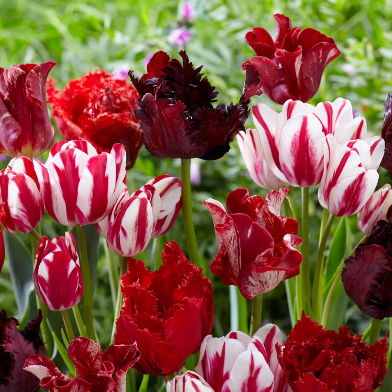 Van Zyverden Tulips Rouge Candy Blend Set of 15 Bulbs Multi-Color Part Sun