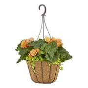 Proven Winners Petunia Combo 2G Hanging Basket Multi-color Live Plants