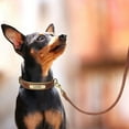 thumbnail image 4 of Didog Genuine Leather Dog Leash Walking Leash with Soft Handle Heavy Duty for Medium Large Dogs, 4 of 5
