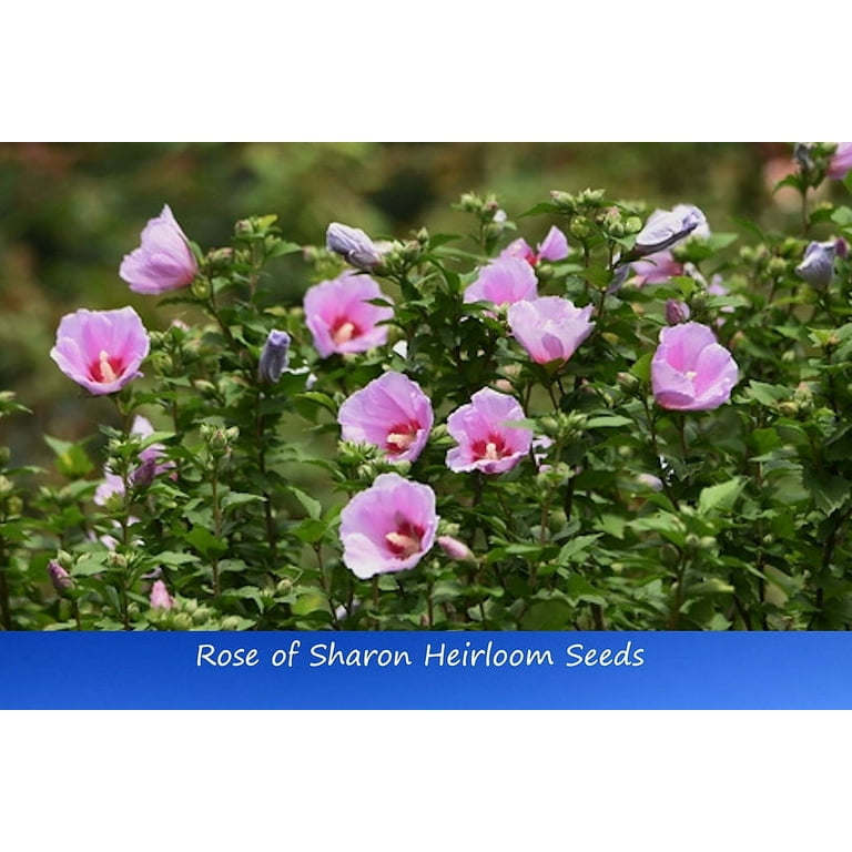 Tropical Seeds -- Rose of Sharon-20 Heirloom Seeds- Multi-Use Plant Shrub -  Walmart.com