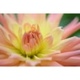 thumbnail image 3 of Foschino, Suzanne 24x17 Black Modern Framed Museum Art Print Titled - Yellow Orange Dahlia 6, 3 of 5
