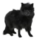 thumbnail image 1 of Juguete de Simulación de Animales de Peluche de Colecciones Adorno para Hogar Dormitorio Negro, 1 of 8