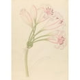thumbnail image 2 of Clemenz Heinrich Wehdemann 18x24 Gold Ornate Framed and Double Matted Museum Art Print Titled - Amarillis (Crinum Linear) (1817), 2 of 4