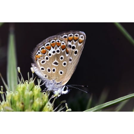 - Peel-n-Stick Poster of Butterflies Turkey Ankara Very Eyes Poster 24x16 Adhesive Sticker Poster Print
