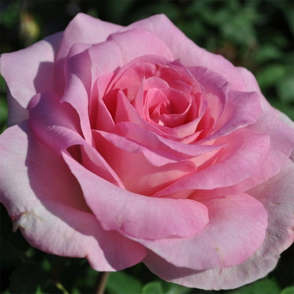 Heirloom Roses 15" Pink Rose Live Plants in Grower Pot, Exceptionally Fragrant