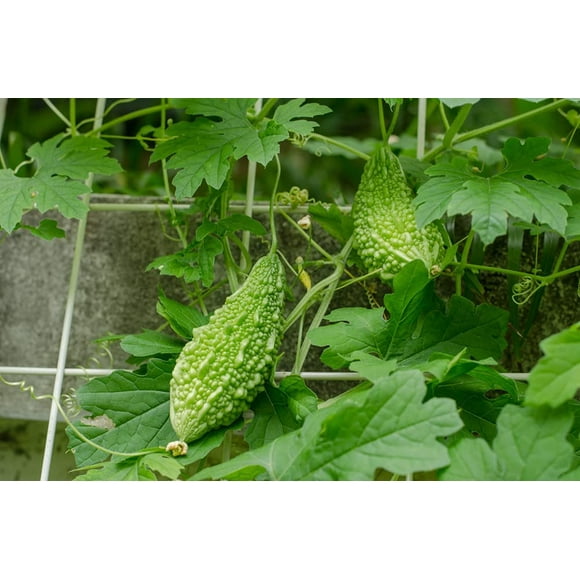 Bitter Gourd