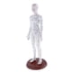 thumbnail image 2 of Modelo de acupuntura humana femenina modelo de  puntos, altura 19 Hembra Cola  Figura de punto de acupuntura, 2 of 8