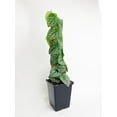 thumbnail image 4 of Monstera Dubia - Live Air-Purifying Indoor Plant in Nursery Pot – Easy Care, Low Maintenance Houseplant for Home & Office Decor, Natural Air Cleaner, Best for Beginners (4"Pot, BlackCylinder), 4 of 5
